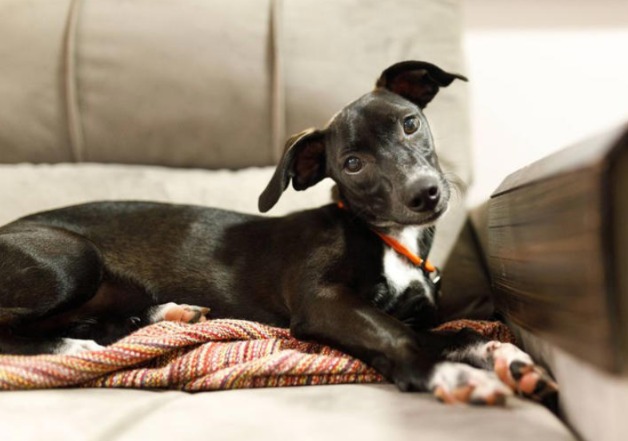 The Truth Behind Your Dog’s Head Tilt: It’s Not Just for Show