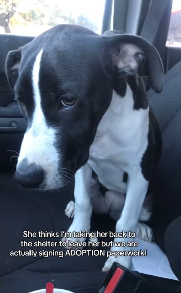 She Thought She Was Going Back to the Shelter—But Got the Surprise of Her Life