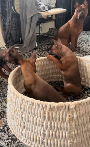 The Great Puppy Escape: When Rare Chongqing Pups Went Full Mission: Impossible