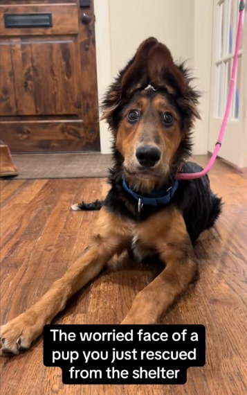The Dog with the Saddest Eyes: How One Foster Mom Changed Everything