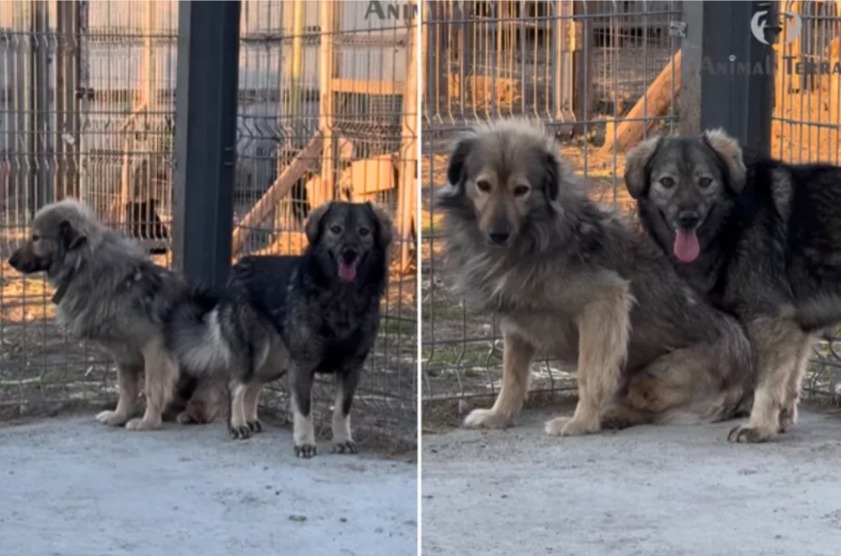 From Tragedy to Triumph: The Unbelievable Journey of a Three-Legged Hero