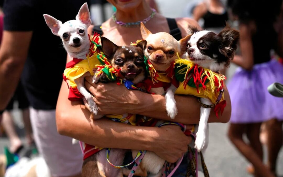 Beats, Treats, and Wagging Tails: Making Festivals Dog-Friendly and Fun