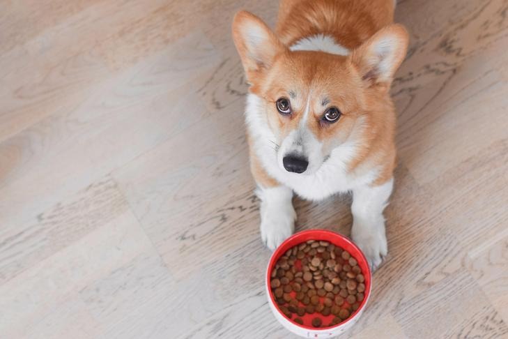 Decoding Dog Food Labels: A Modern Guide for Pet Parents