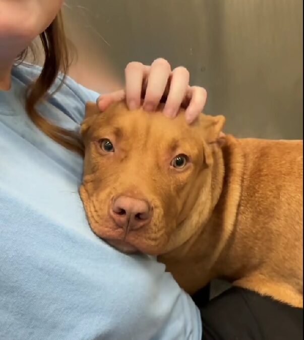 How One Shelter Dog Found Comfort in a Volunteer’s Embrace