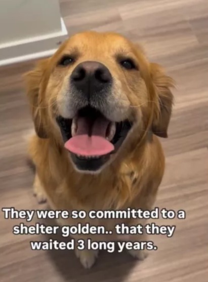 They Waited Three Years for a Golden Retriever. Then They Saw Her.
