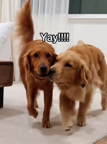Max the Retriever Proves Siblings Always Have Your Back