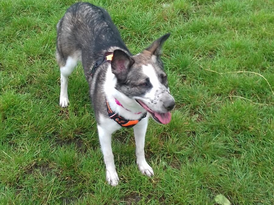 Saving Gracie: How One Foster Home Unlocked a Dog’s Will to Trust Again