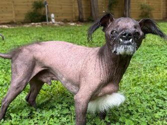 The Dog Who Looks Like a Cartoon Villain’s Sidekick — And Stole the Internet’s Heart