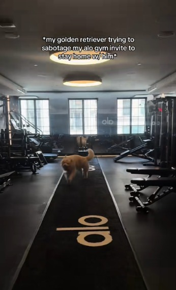 Golden Retriever Duke Turns Mom’s Workout into a Comedy Show