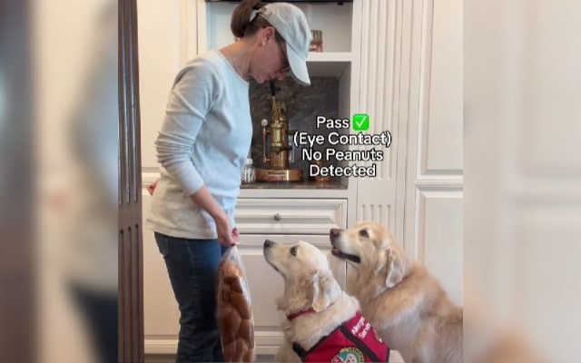 Harley the Hero: The Golden Retriever with a Life-Saving Sniffer