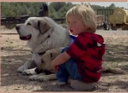 Loyal Ranch Dog Finds Missing 2-Year-Old—And Becomes a Local Legend