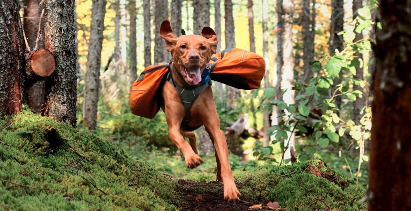 The Trail-Tested Guide to Hiking with Your Dog (Without Losing Your Mind or Your Pup)