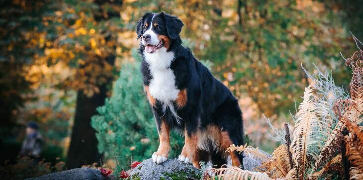 A Hike, A Hurt Dog, and a Life-Changing Rescue