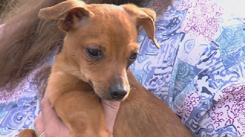Massive Dog Rescue in Ogden Unleashes a Wave of Compassion