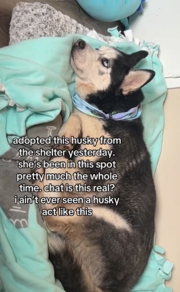 The First Night Surprise: How a Rescue Husky Melted His New Mom’s Heart