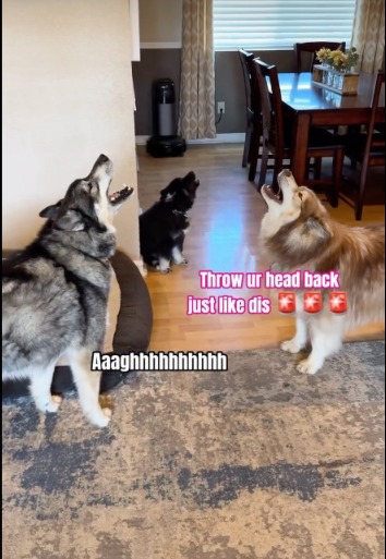 Howl of Approval: Huskies Welcome New Pup with a Song