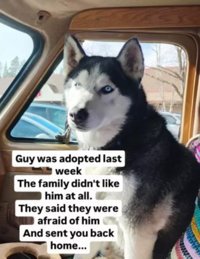 Rejected and Returned: This Dog’s Comeback Story Will Melt Your Heart