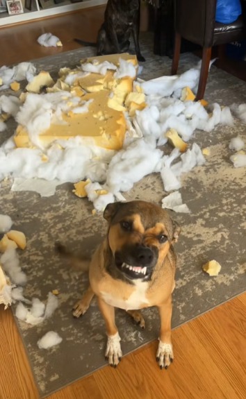 The Guiltiest Dog Smile You’ll Ever See—And Why We Love It
