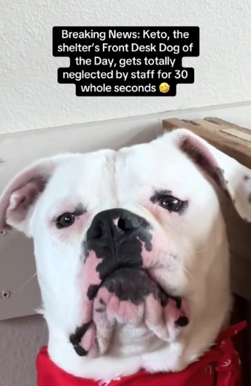 Adopt Me Already! Shelter Dog’s Dramatic Tantrum Is Stealing Hearts Online