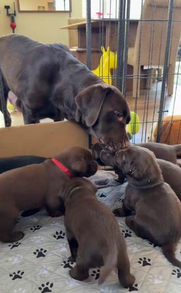 Chocolate Labrador Mom’s Sweet Kisses for Her Puppies Have Everyone Melting