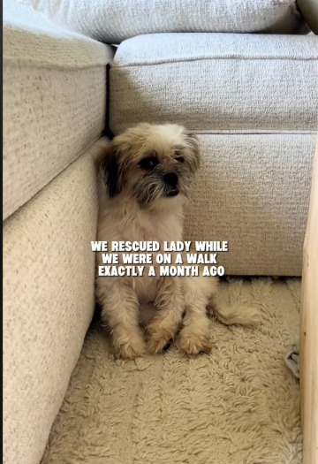 Shivering in a Crate, She Waited—Now She’s Living the Life She Deserves