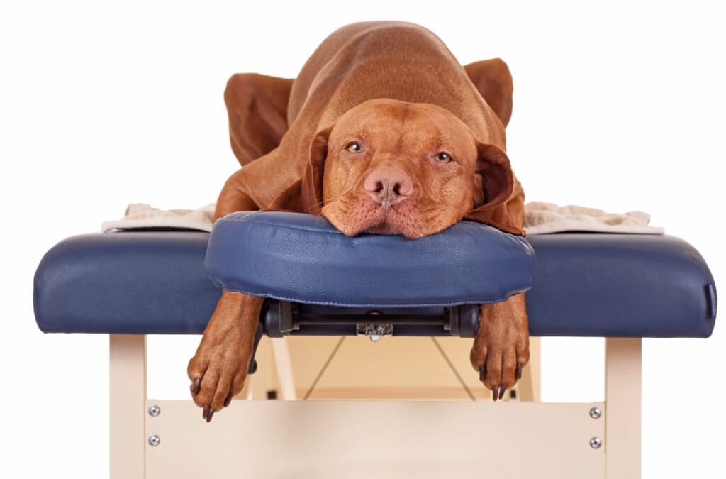 Why You Should Be Massaging Your Dog – Here’s What No One Told You