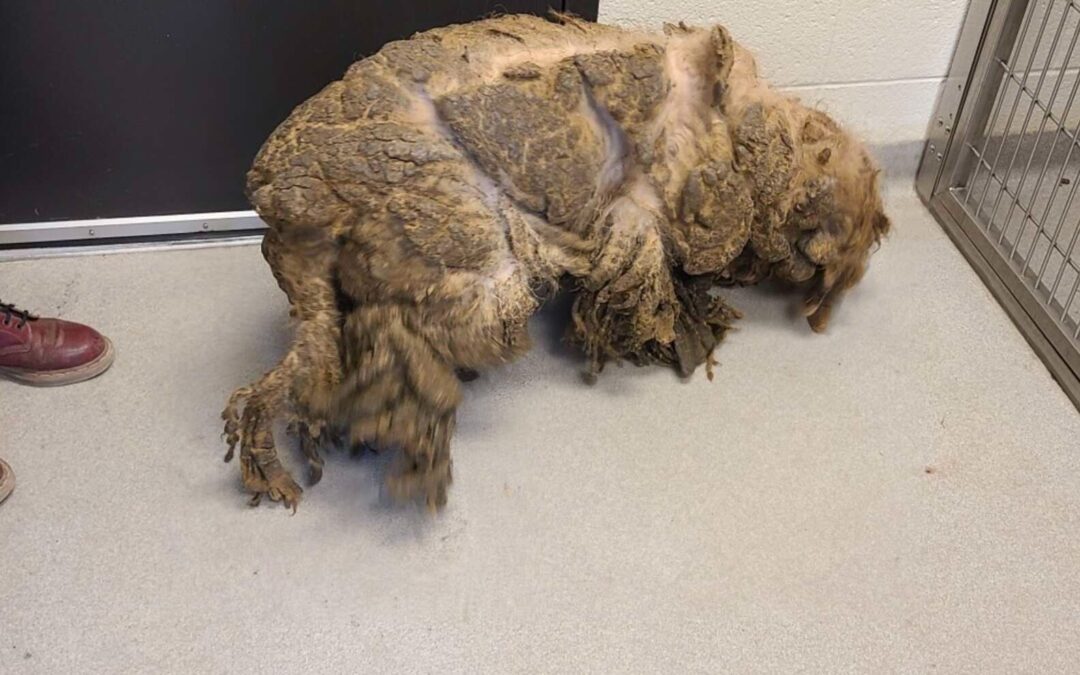 Buried Beneath Mats, This Labradoodle’s Smile Was Waiting to Be Found