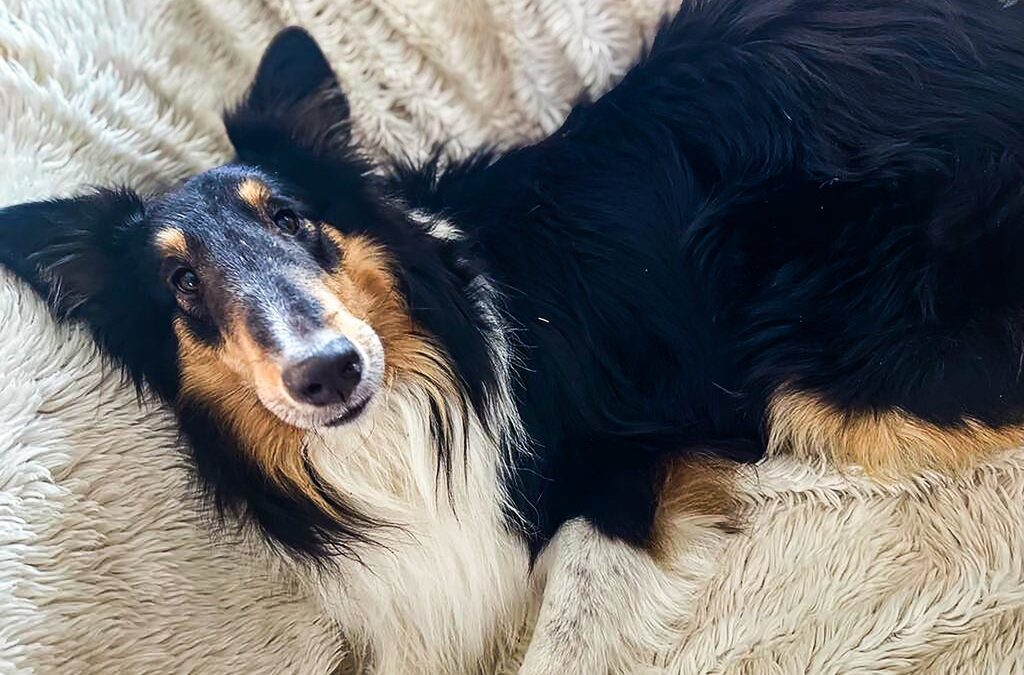 Max Was Left to Suffer—Until Kind Strangers Helped Him Heal