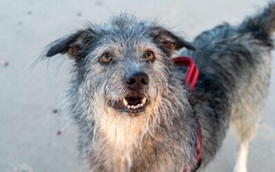 He Was Starving in Mexico—Now He’s Racing Waves with His Forever Family