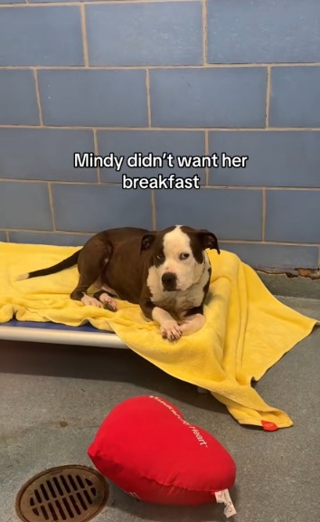 The Morning Mindy Almost Gave Up (And the Peanut Butter That Saved Her)