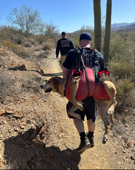 Lost and Found: A Desert Ordeal Highlights the Importance of Pet Safety