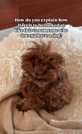This Scruffy Little Poodle Looks Like a Muppet—But His Story Will Melt Your Heart