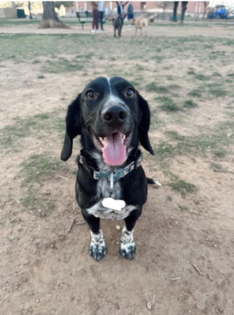 The Mutt with a Secret: How One Rescue Dog’s DNA Test Turned Heads