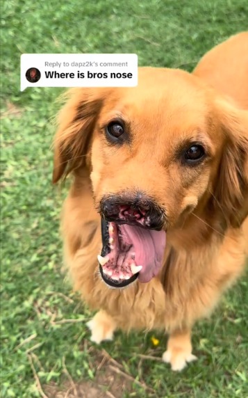 The Golden Retriever Without a Nose—But With a Heart Full of Love