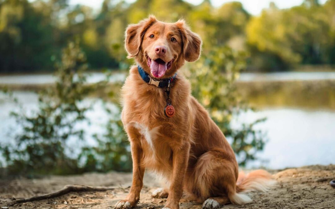 Mastering Off-Leash Dog Training: A Comprehensive Guide