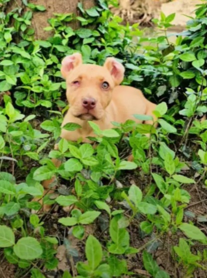 A One-Eyed Puppy Finds a Family… And Steals Our Hearts