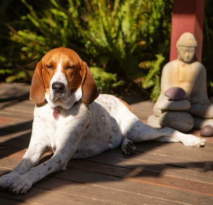 Meet Otis: The Hound Who Turned Pain into Purpose