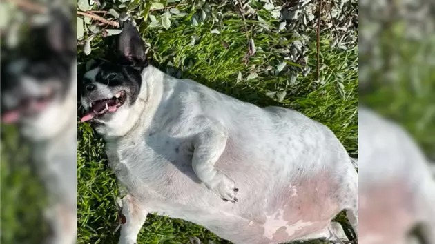 From Fluff to Fit: The Viral Weight Loss Journey of a Bossier City Rescue Dog