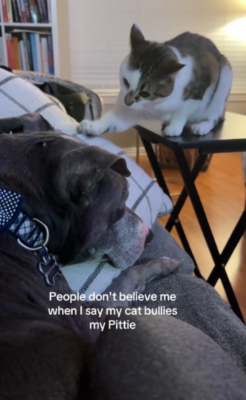 When the Cat Becomes the Boss