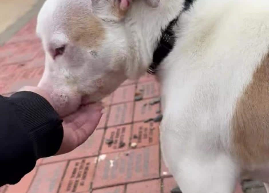 Dumped and Alone, ‘Professor Plum’ Got the Happy Ending Every Dog Deserves