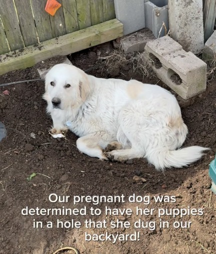 Rescue Dog Picks Her Spot—and Her Heartwarming Stand Still Has Everyone Tearing Up