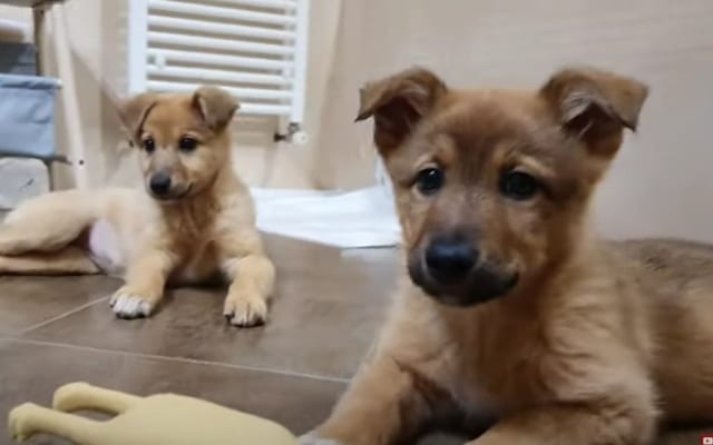 The Muddy Miracle: How Four Pups Found Their Way Home