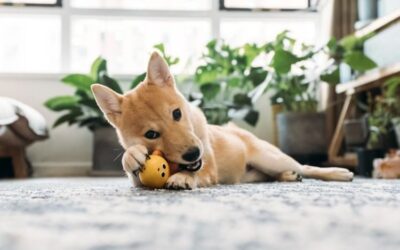 The Hidden Dangers in Your Pet’s Toy Box—and How to Outsmart Them