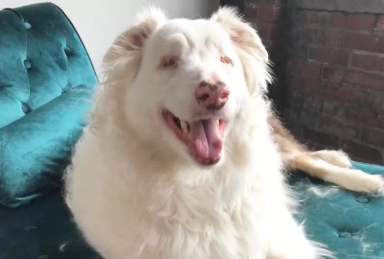 The Blind, Deaf Dog Who Taught Everyone How to Truly Live