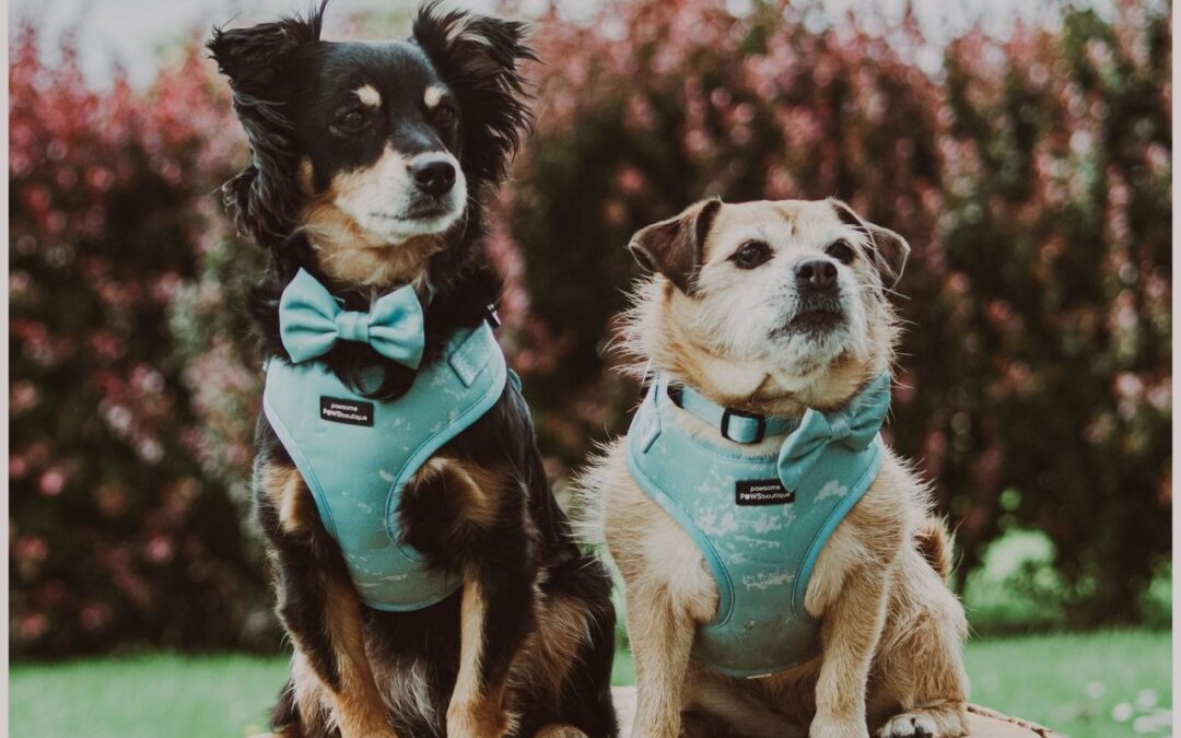 From Barking to Balance: A Real Talk on Reactive Dogs