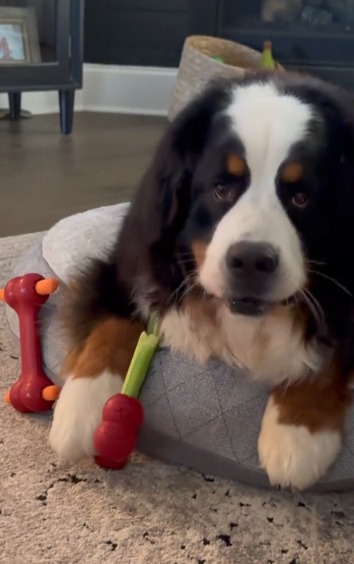 Big Bark Energy: Bernese Mountain Dog’s Voice Debut Is the Cutest Thing You’ll See Today