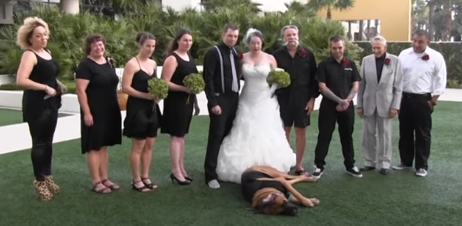 They Put Their Dog in the Wedding—What He Did Next Had Everyone Laughing