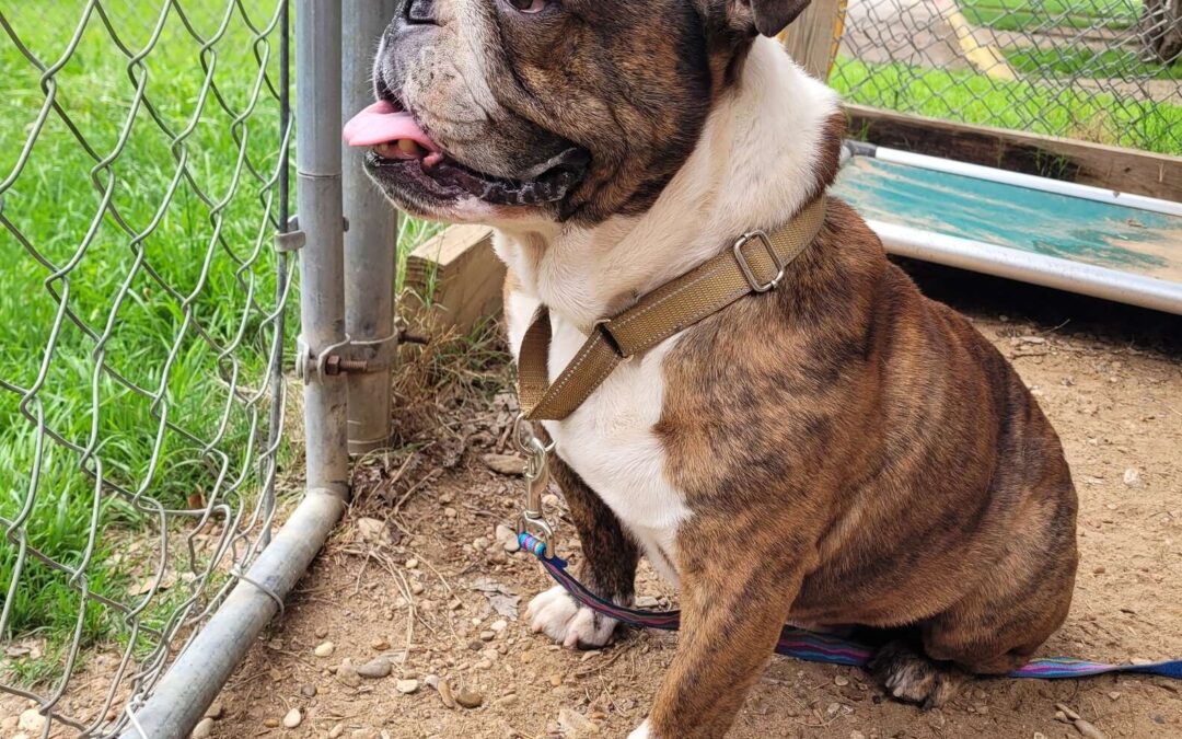 A Twist of Fate and a Tiny Microchip Brought This Bulldog Home After 1,400 Miles