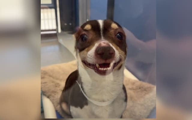 The Dog in the Cart: A Tale of Loss, Love, and a TikTok Twist