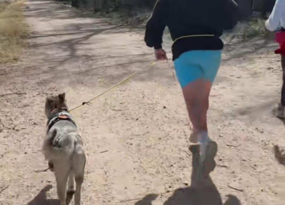 The Dog Who Ran His Way Into Hearts: Elmer’s Unexpected Journey